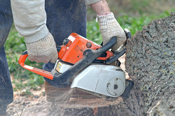 Best Tree Maintenance Programs  in USA